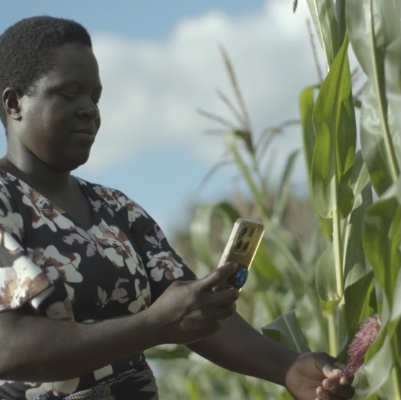 A person in a patterned dress uses a phone to photograph a corn plant in a field, under a clear sky.